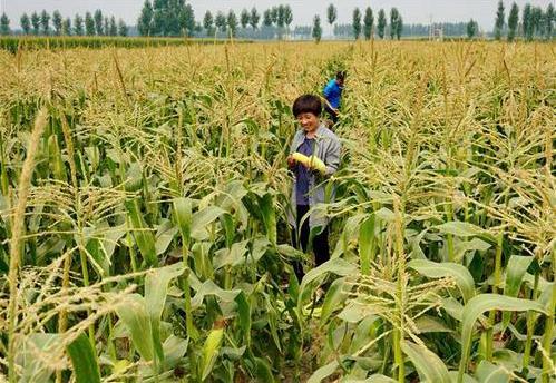 三部委：將水稻、玉米、小麥三大糧食作物制種納入中央財(cái)政農(nóng)業(yè)保險(xiǎn)保險(xiǎn)費(fèi)補(bǔ)貼目錄