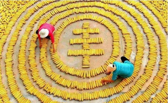 東北三省糧食產(chǎn)量達到2666億斤，約占全國糧食總產(chǎn)量的20.3%，黑龍江省繼續(xù)是全國糧食產(chǎn)量第一大省?????